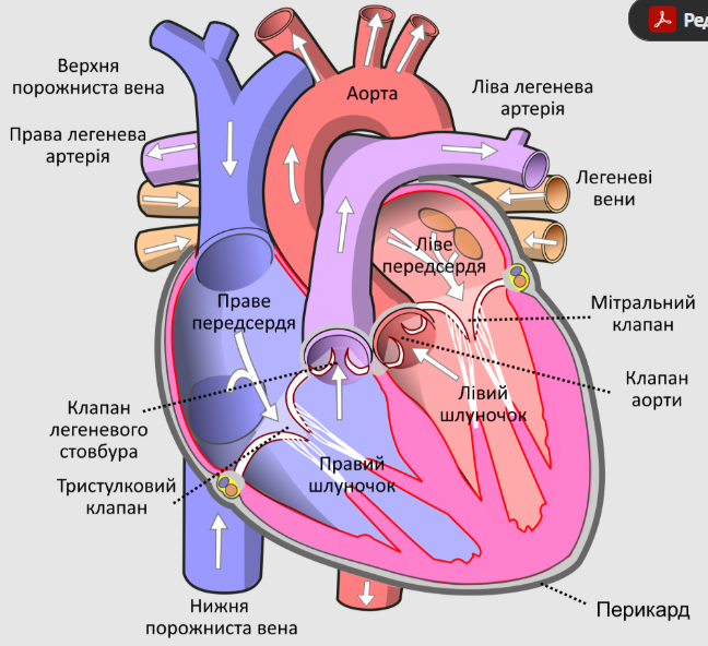 Протез із власних тканин. Як медицина здійснила прорив у лікуванні серйозної патології серця